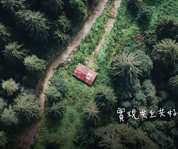 樹冠02